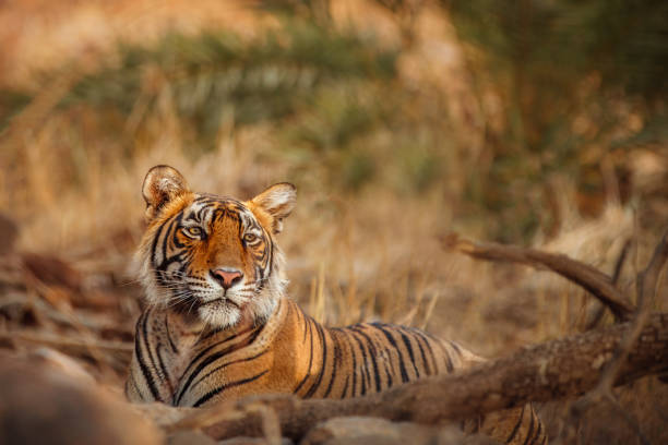 istock Beautiful tiger in the nature habitat 1022759700