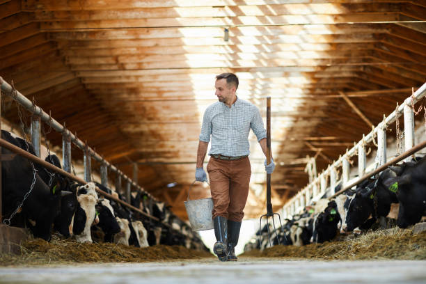 Worker of livestock farm