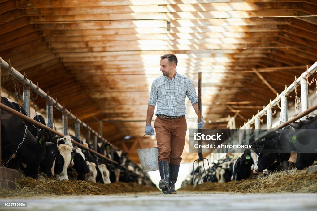 Worker of livestock farm Young worker of kettlefarm with bucket and hayfork walking along two stables with dairy cows Farmer Stock Photo