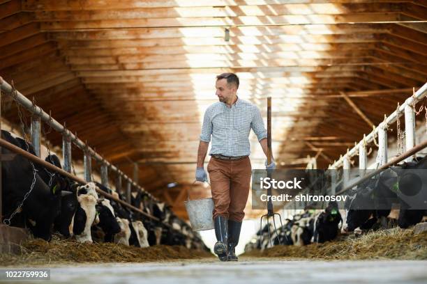 Worker Of Livestock Farm Stock Photo - Download Image Now - Farmer, Cow, Agriculture