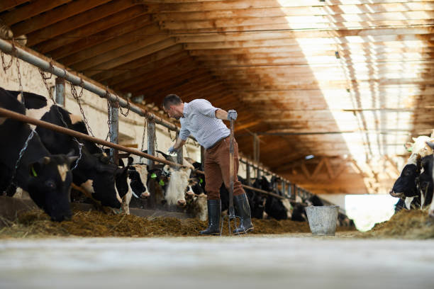 istock Taking care of cows 1022759942