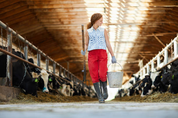 Kettlefarm worker Young worker of livestock farm walking along two stables with cows after work bull animal photos stock pictures, royalty-free photos & images