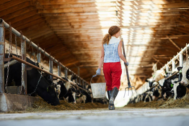 istock Taking care of cows 1022759958