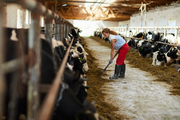 istock Giving hay to cows 1022759960