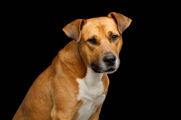 istock Red with white Dog Isolated on Black Background 1022763676