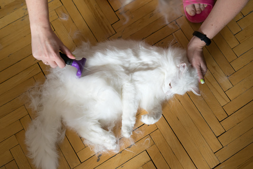Mujer con un peine cepillo el gato Albino. Gato masticando un cepillo photo