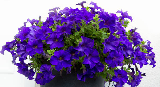 istock A bright petunia flowers on the summer garden 1022764058