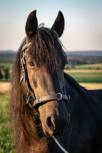 голова фризской лошади с недоуздоком. черная фризская лошадь. - horse black stallion friesian horse стоковые фото и изображения