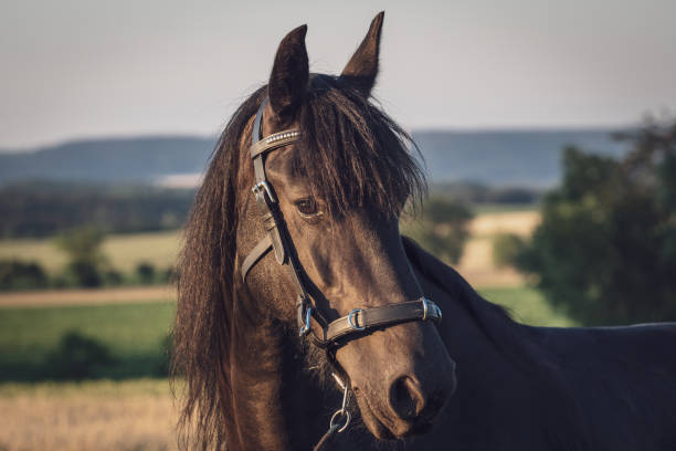 голова фризской лошади с недоуздоком. черная фризская лошадь. - horse black stallion friesian horse стоковые фото и изображения
