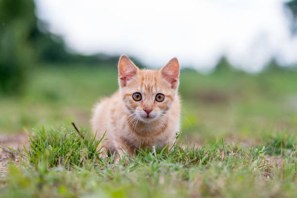 istock Striped Kitten sitting on the grass. Shallow depth of filed. 1022768606