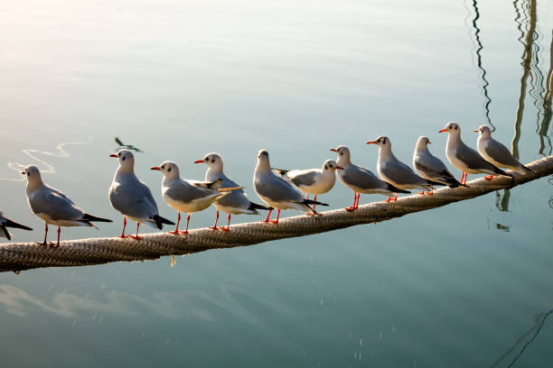 istock Flock of seagulls waiting in harbor for fish. 1022769892