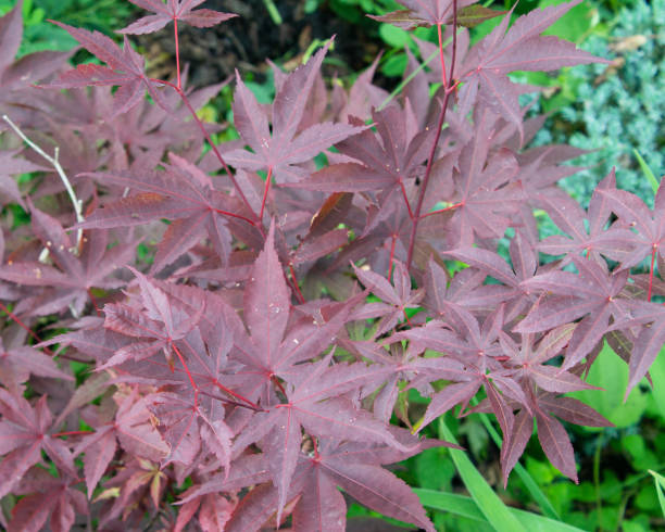istock Purple Leaf Plant 1022774760
