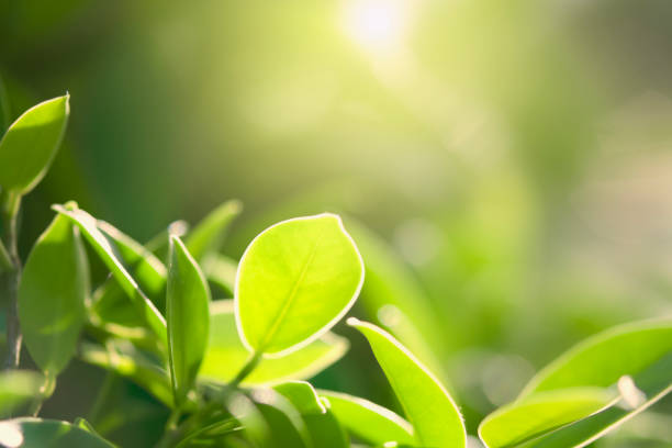 istock closeup green leaf in nature with sunshine 1022780826