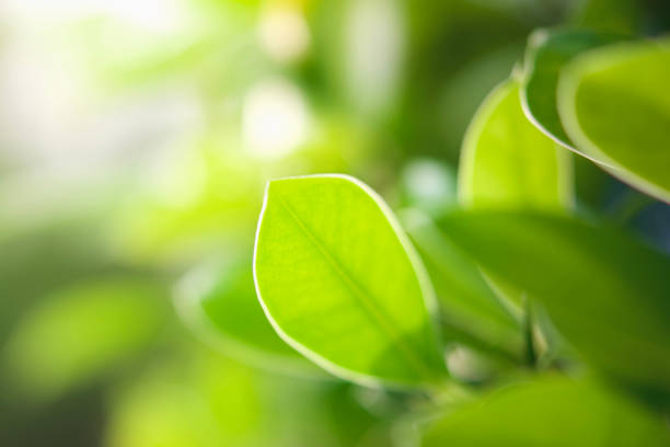 istock closeup green leaf in nature with sunshine 1022780872