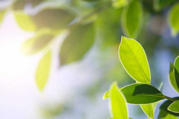 istock closeup green leaf in nature with sunshine 1022780882