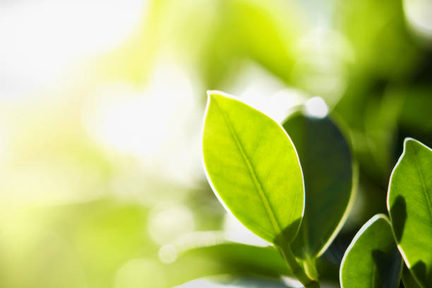 istock closeup green leaf in nature with sunshine 1022780912