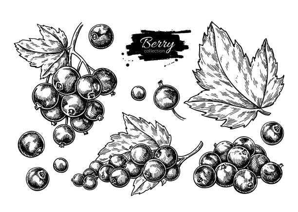 ilustrações de stock, clip art, desenhos animados e ícones de black currant vector drawing. isolated berry branch sketch on white background. - black currant currant black fruit