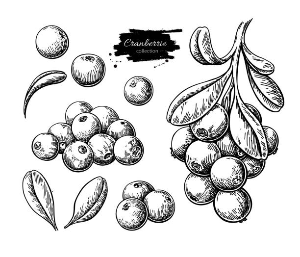 illustrazioni stock, clip art, cartoni animati e icone di tendenza di disegno vettoriale di mirtilli rossi. schizzo isolato del ramo delle bacche su sfondo bianco. - cranberry juice