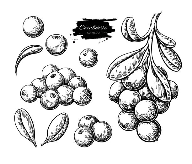 Cranberry vector drawing. Isolated berry branch sketch on white background. Cranberry vector drawing. Isolated berry branch sketch on white background.  Summer fruit engraved style illustration. Detailed hand drawn vegetarian food. Great for label, poster, print cranberry stock illustrations