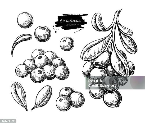 Cranberry Vector Drawing Isolated Berry Branch Sketch On White Background Stock Illustration - Download Image Now