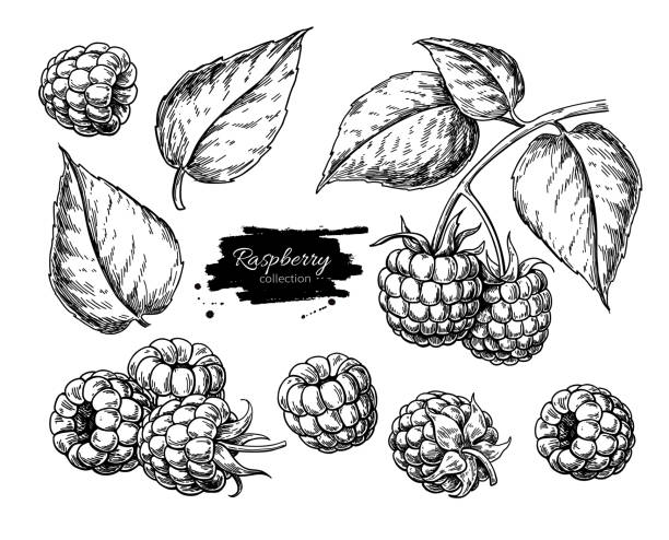 Raspberry vector drawing. Isolated berry branch sketch on white background. Raspberry vector drawing. Isolated berry branch sketch on white background.  Summer fruit engraved style illustration. Detailed hand drawn vegetarian food. Great for label, poster, print raspberry stock illustrations
