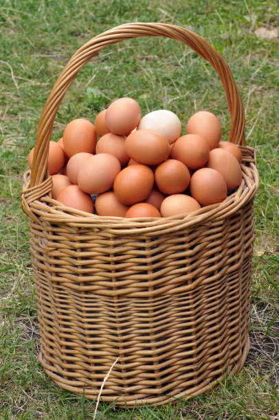 istock Basket of eggs on the grass 1022785202