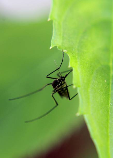a small flying insect, mosquito seen on a green leaf in a home garden in  Sri Lanka stock photo
