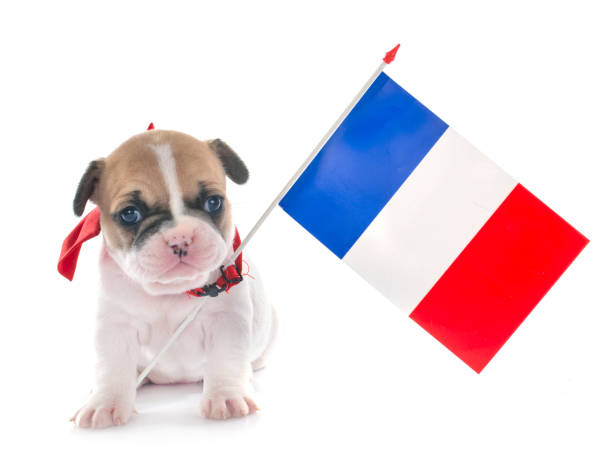 istock puppy french bulldog 1022793700