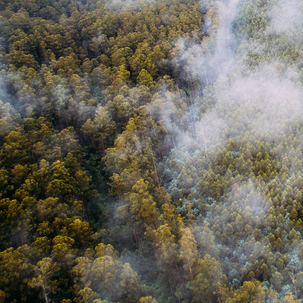 istock Aerial - Fog in Forest 1022793732