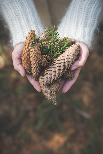 Top view on woman's hands full of pine cones. Christmas, holidays and winter concept