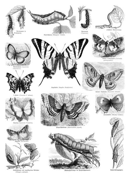 ilustrações, clipart, desenhos animados e ícones de borboleta rabo de andorinha de vela de 1870 - small copper butterfly