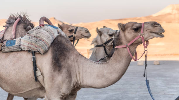 istock Camels in the desert- Israel 1022803810