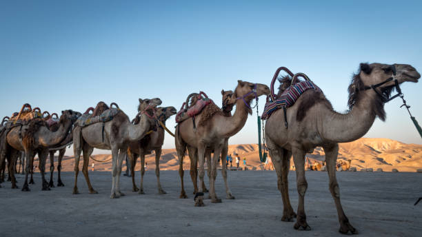 istock Camels in the desert- Israel 1022803812