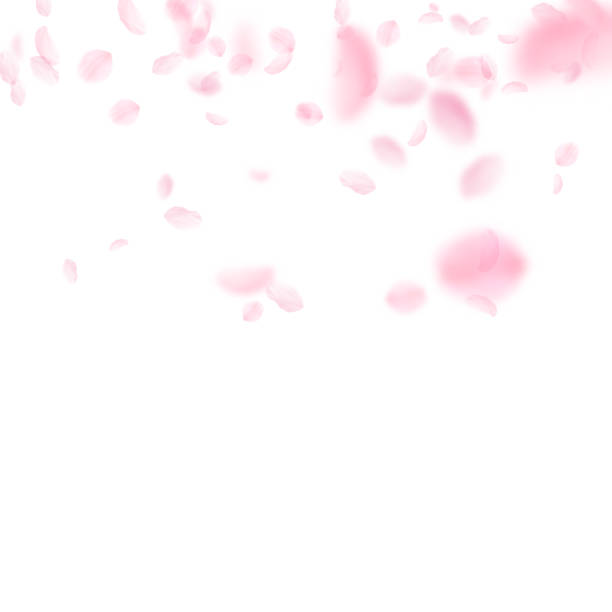桜の花びらが落ちています。ロマンチックなピンクの花のグラデーション。白い正方形の背景に花びらを飛んでください。 - 桜 花びら点のイラスト素材／クリップアート素材／マンガ素材／アイコン素材