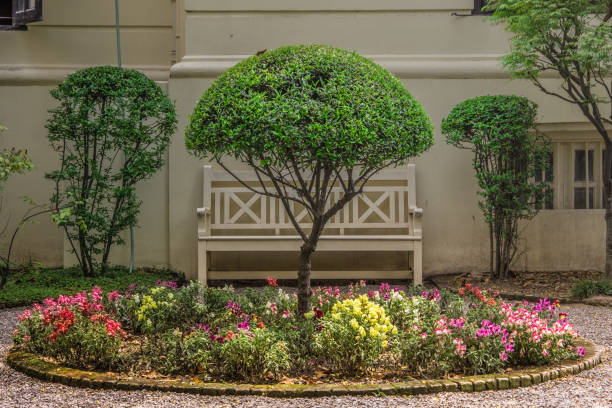 istock One dome shaped green tree in the garden. 1022804484