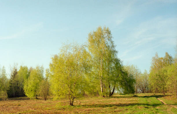 istock Birch trees in meadow. Shot on film 1022807978