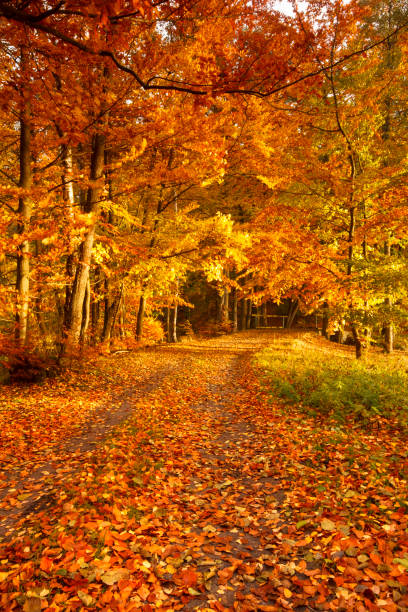 istock Beautiful, autumn parkland 1022812680