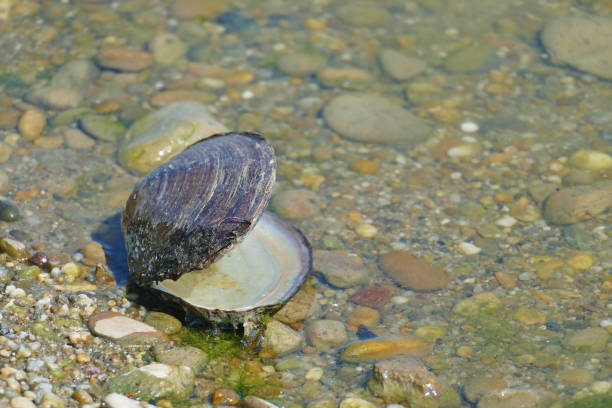 istock Close-up of freshwater molluscs 1022813170