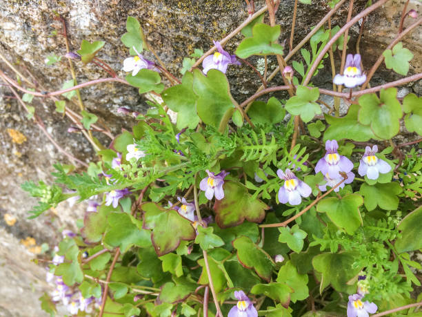 Ivy-leaved toadflax, Kenilworth ivy or pennywort ivy-leaved toadflax, Kenilworth ivy or pennywort, Cymbalaria muralis, growing on walls of Galicia linaria cymbalaria stock pictures, royalty-free photos & images