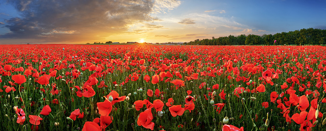 A field of poppies in the Danish countryside at sunset.