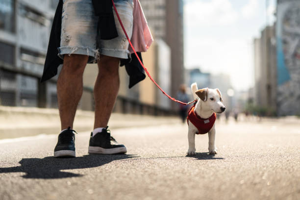 istock Dog walking in the city 1022828048