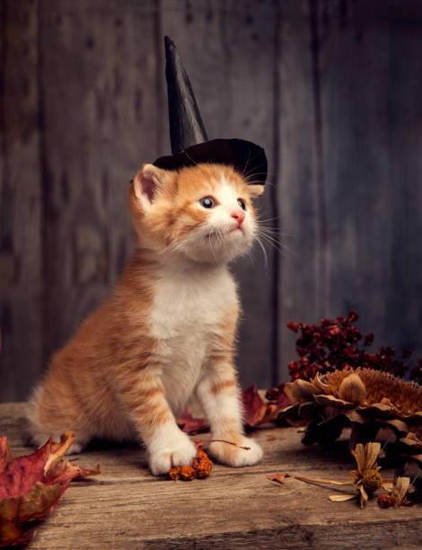 istock halloween pumpkin jack-o-lantern and ginger kitten on black wood background 1022832336