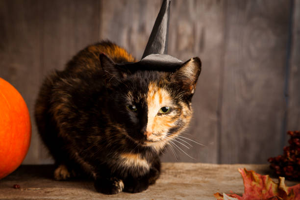 istock black cat on black wood halloween background 1022833038