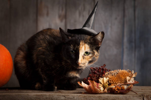 istock black cat on black wood halloween background 1022833180