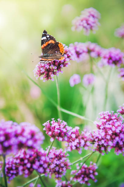 istock Beautiful butterfly on flower. Summer or spring background 1022833304