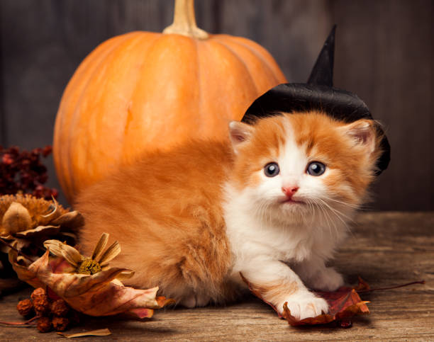 istock halloween pumpkin jack-o-lantern and ginger kitten on black wood background 1022833316