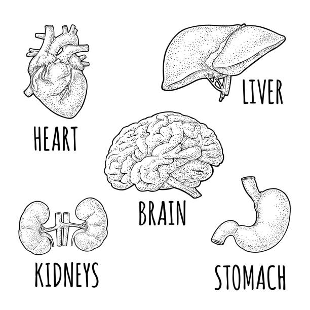 Human anatomy organs. Brain, kidney, heart, liver, stomach. Vector engraving Human anatomy organs. Brain, kidney, heart, liver, stomach. Vector black vintage engraving illustration isolated on a white background. Hand drawn design element for label, poster, web, info graphic human heart sketch stock illustrations