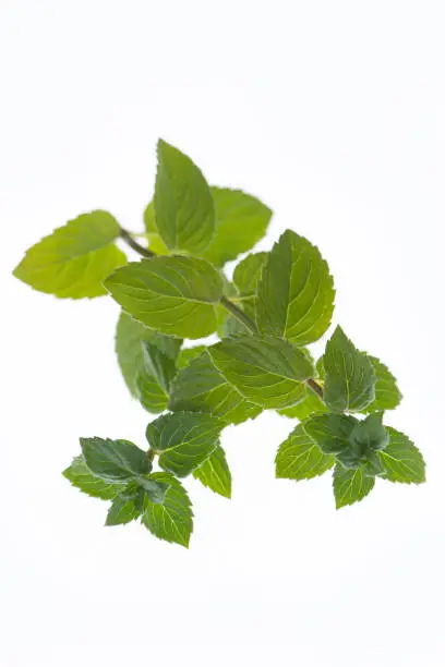 Fresh peppermint isolated on a white background.