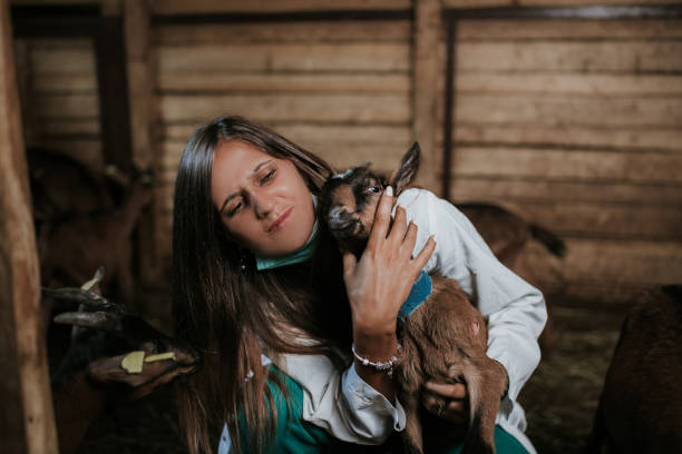 istock Woman veterinarian and goat 1022842406