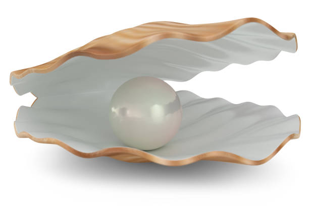 muschel mit perle innen. natürliche offene muschel. 3d illustration - pearl oyster shell white stock-fotos und bilder